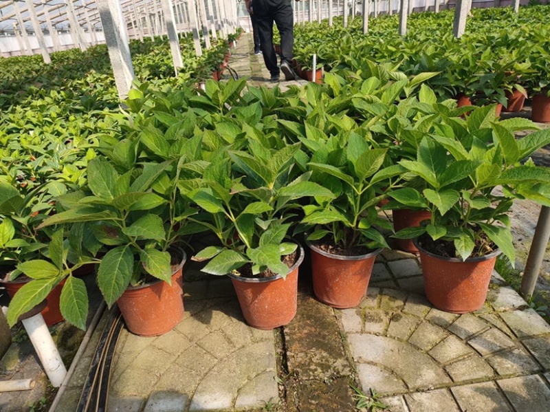 八仙花，八仙花杯苗，绣球花苗，绣球小苗，绣球杯苗