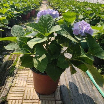 八仙花，八仙花杯苗，绣球花苗，绣球小苗，绣球杯苗