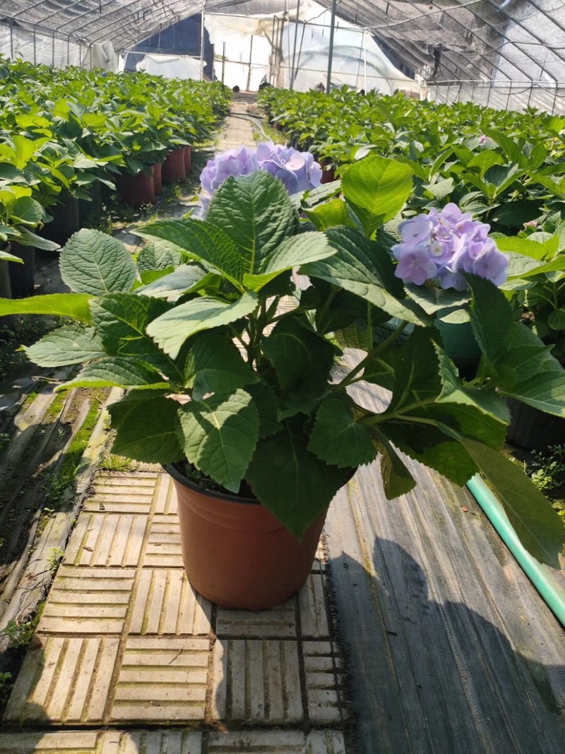 八仙花，八仙花杯苗，绣球花苗，绣球小苗，绣球杯苗