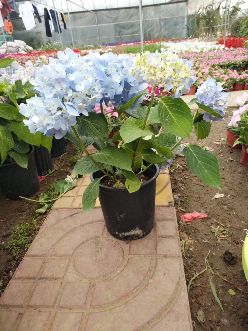 八仙花，八仙花杯苗，绣球花苗，绣球小苗，绣球杯苗