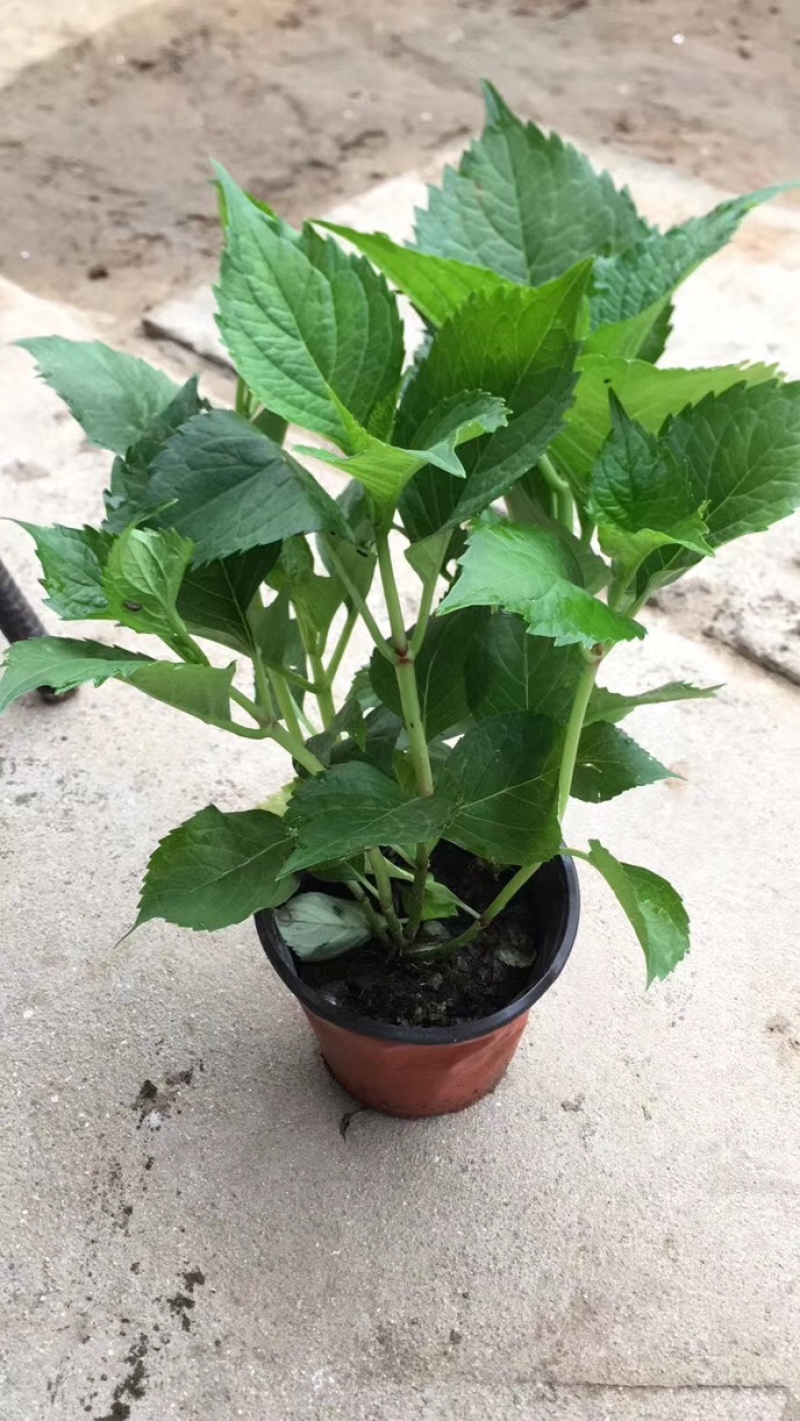 八仙花，八仙花杯苗，绣球花苗，绣球小苗，绣球杯苗