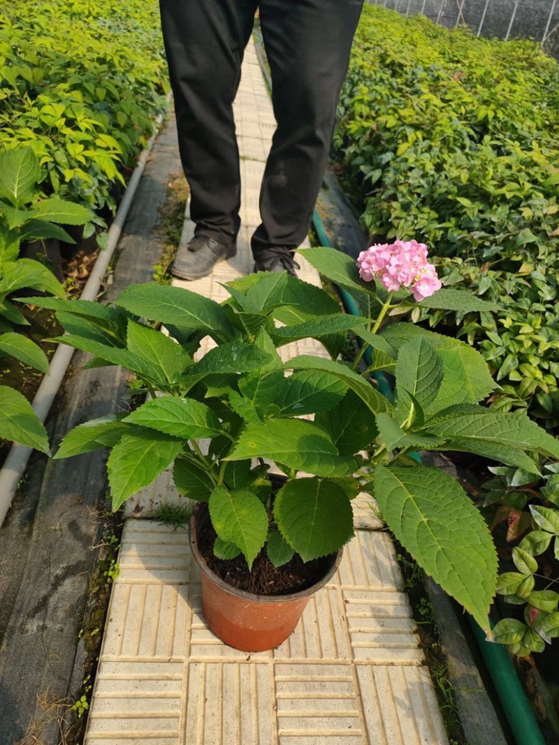八仙花，八仙花杯苗，绣球花苗，绣球小苗，绣球杯苗