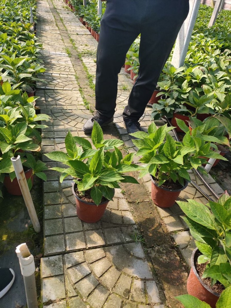八仙花，八仙花杯苗，绣球花苗，绣球小苗，绣球杯苗