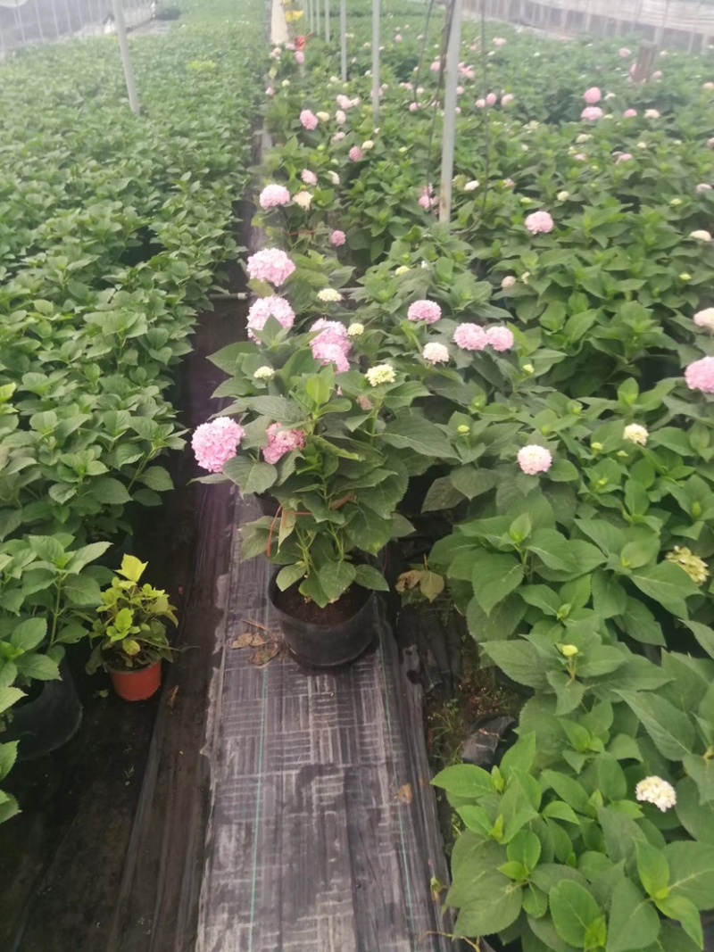 八仙花，八仙花杯苗，绣球花苗，绣球小苗，绣球杯苗