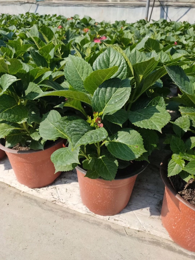 八仙花，八仙花杯苗，绣球花苗，绣球小苗，绣球杯苗