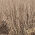 榆叶梅，丛生，规格齐全，自产自销自家苗圃一手货源质量如图