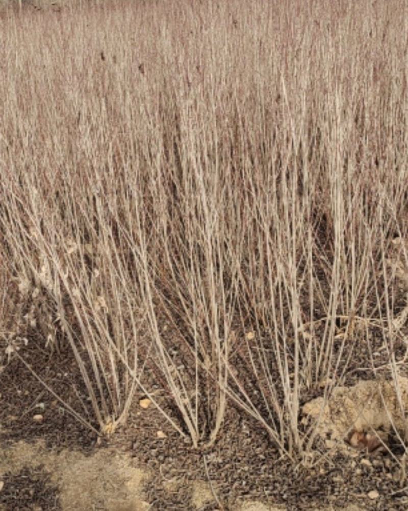 榆叶梅，丛生，规格齐全，自产自销自家苗圃一手货源质量如图
