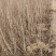 榆叶梅，丛生，规格齐全，自产自销自家苗圃一手货源质量如图
