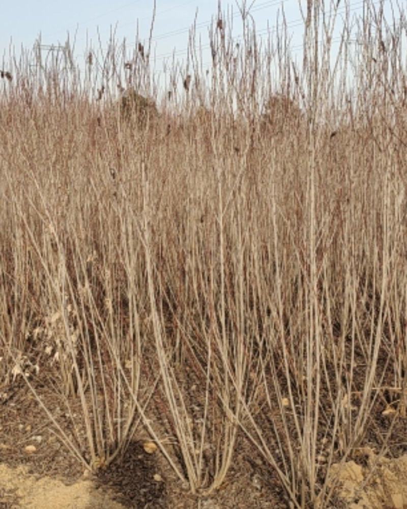 榆叶梅，丛生，规格齐全，自产自销自家苗圃一手货源质量如图
