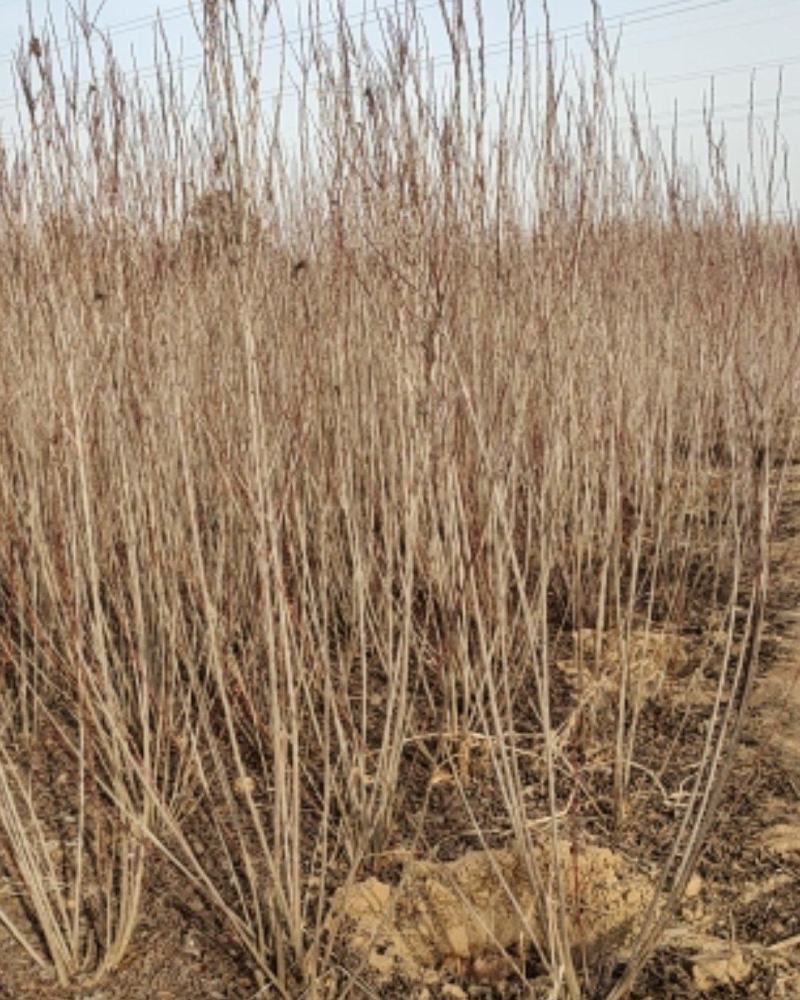 榆叶梅，丛生，规格齐全，自产自销自家苗圃一手货源质量如图