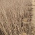 榆叶梅，丛生，规格齐全，自产自销自家苗圃一手货源质量如图