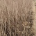 榆叶梅，丛生，规格齐全，自产自销自家苗圃一手货源质量如图