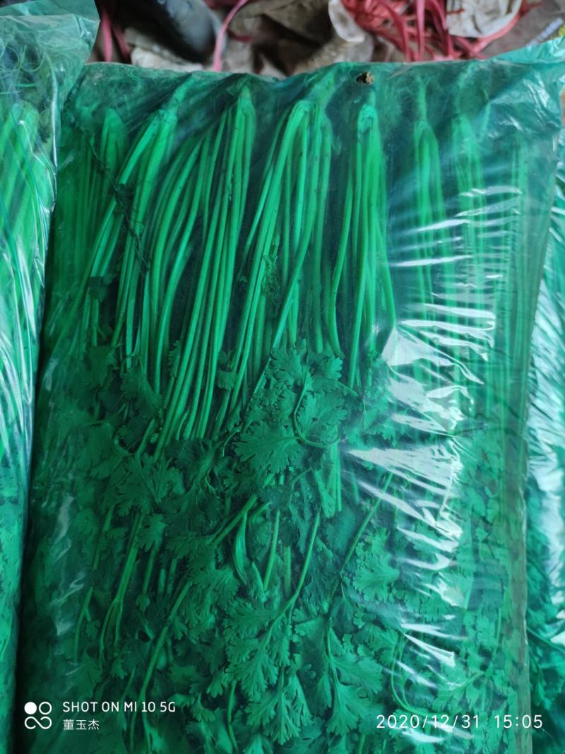 精品小香菜，质优价廉