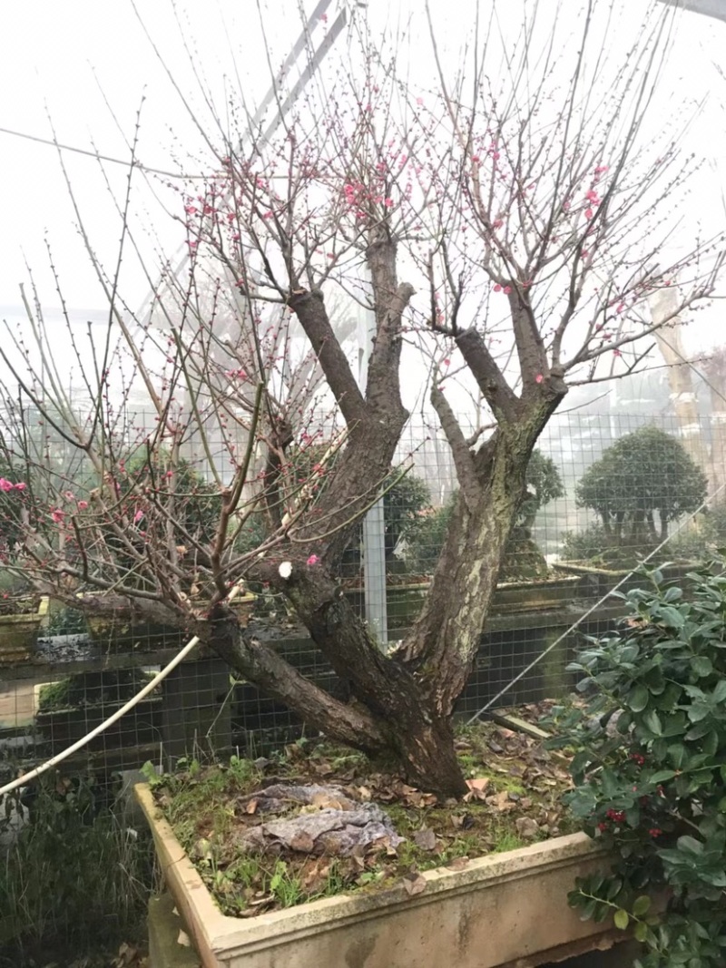 红梅桩，红梅盆景，红梅花盆景，红梅老桩，红梅树盆景