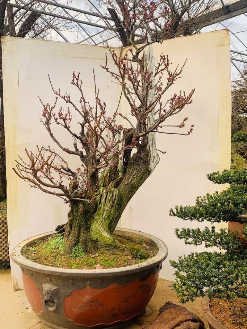 红梅桩，红梅盆景，红梅花盆景，红梅老桩，红梅树盆景