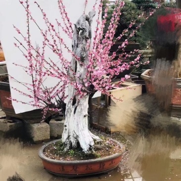 红梅桩，红梅盆景，红梅花盆景，红梅老桩，红梅树盆景