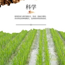 优安德圆粒香米，松花江水弱碱大米，东北大米