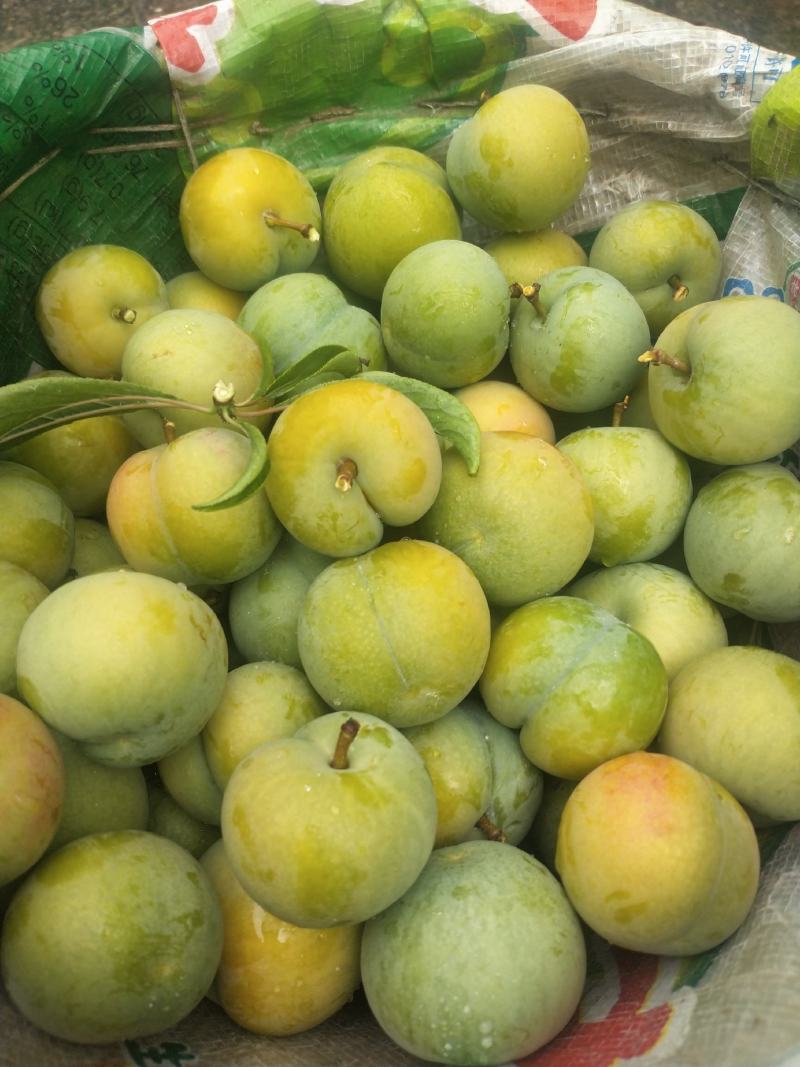 雅安汉源(果园出售）车厘子🍒