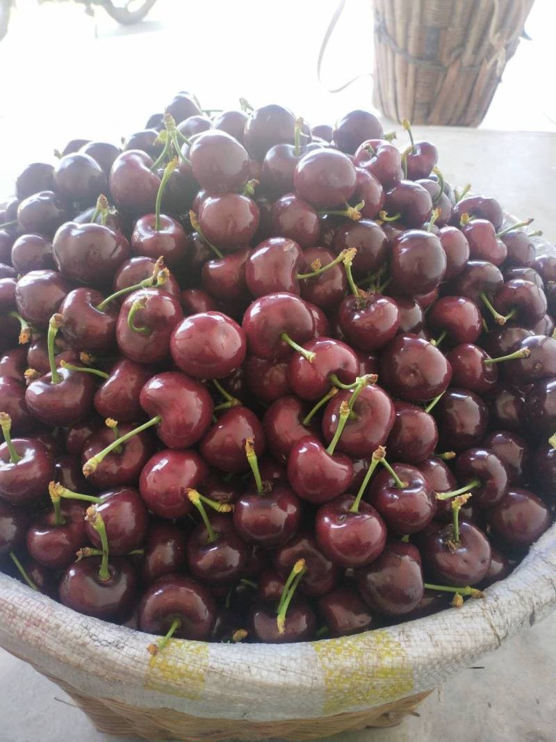 雅安汉源(果园出售）车厘子🍒