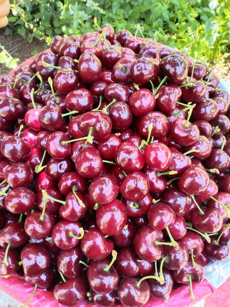 雅安汉源(果园出售）车厘子🍒