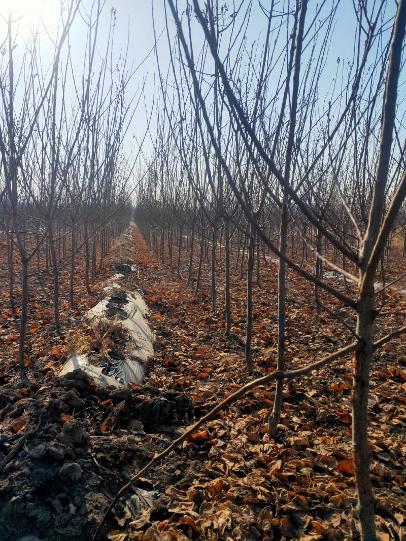 出售大田定植杏树，产地直供，支持线上交易，