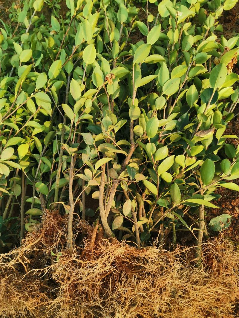 价格可谈批量供应高产嫁接油茶苗长林系列15-100公分