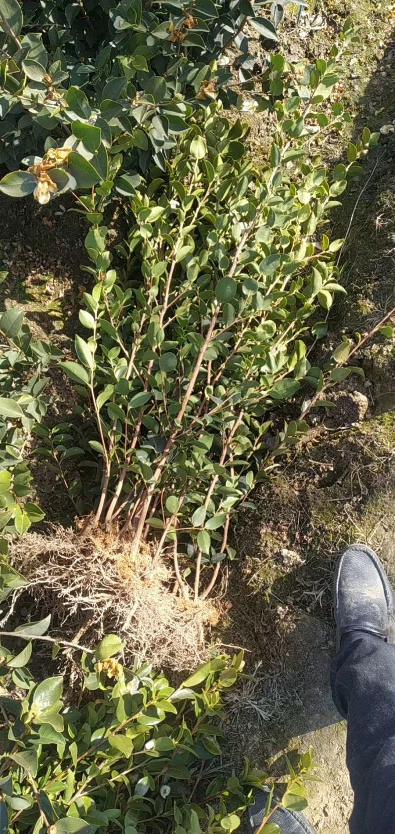 油茶苗价格可谈量大从优规格齐全品质保证欢迎咨询
