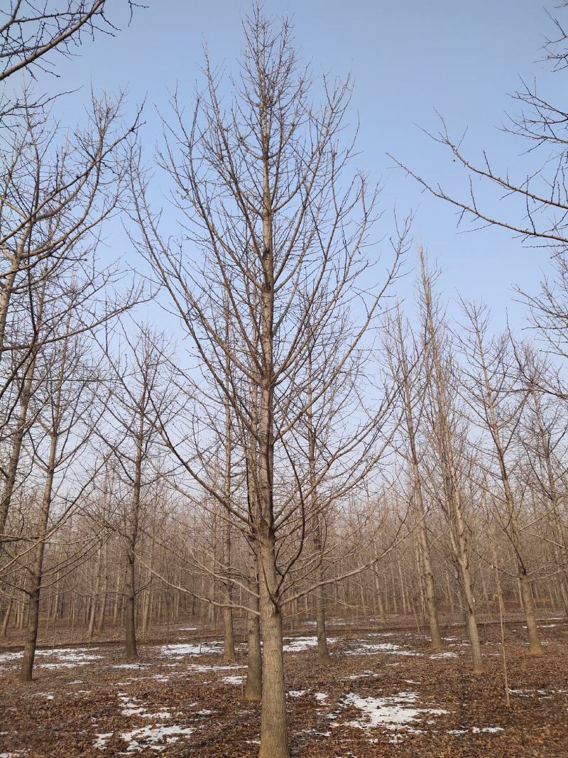 银杏树，大小规格齐全，自家苗圃货源，基地直供，一手货源