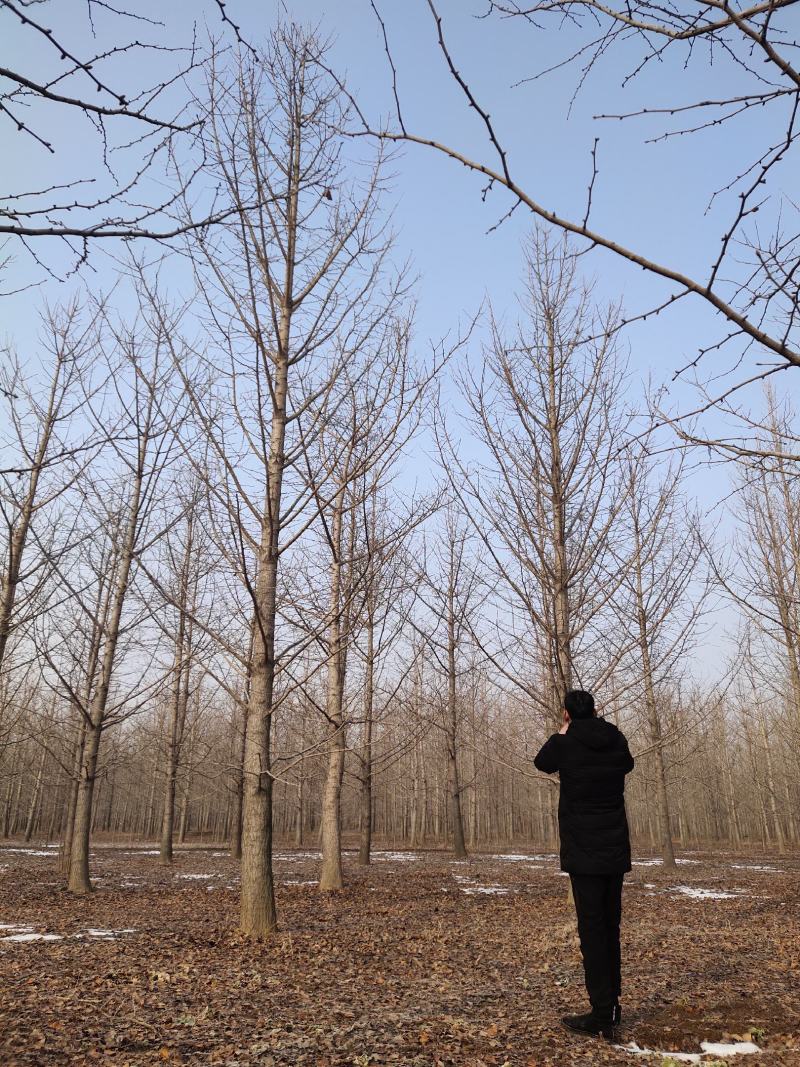 银杏树，大小规格齐全，自家苗圃货源，基地直供，一手货源