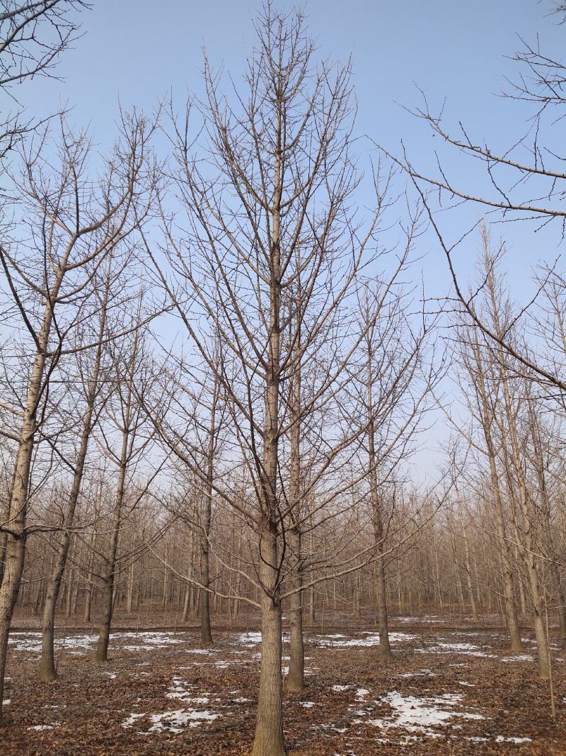 银杏树，大小规格齐全，自家苗圃货源，基地直供，一手货源