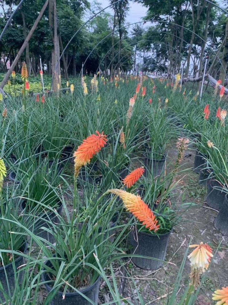 四川成都温江区火把莲，火炬，规格齐全，基地货欢迎选购