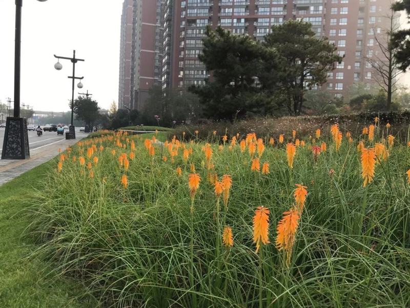 四川成都温江区火把莲，火炬，规格齐全，基地货欢迎选购