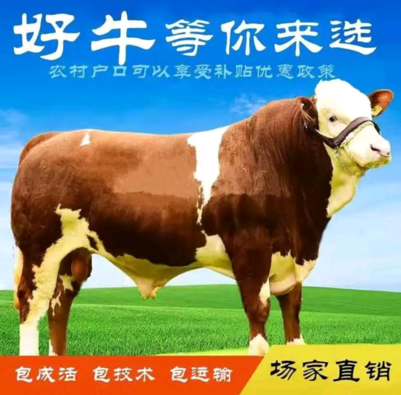 精品牛犊批发肉牛犊肉牛苗一手货源免费送货