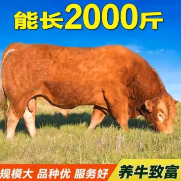 精品牛犊批发肉牛犊肉牛苗一手货源免费送货