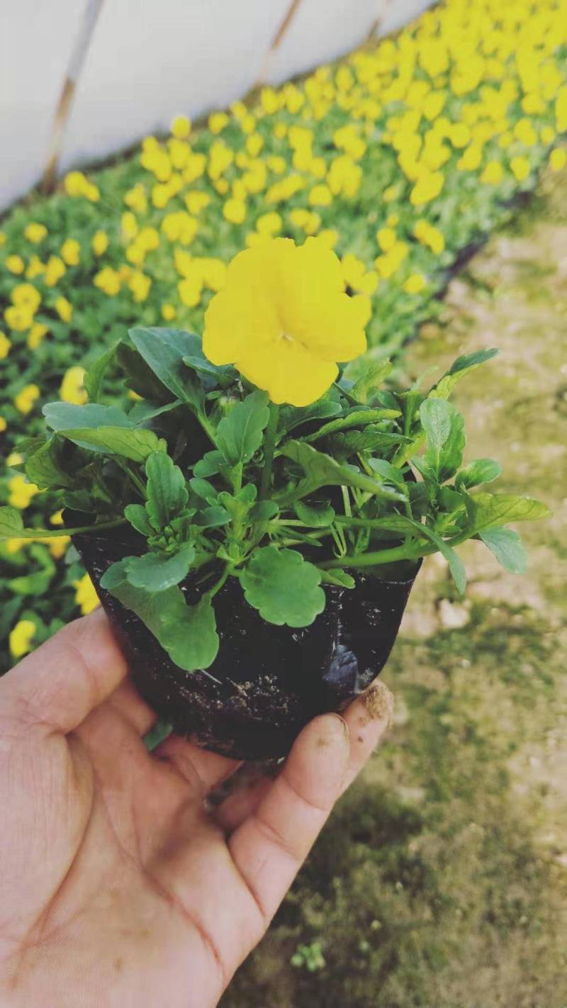 角堇盆花，租摆成品盆花，花镜用花，营养杯双色盆都有