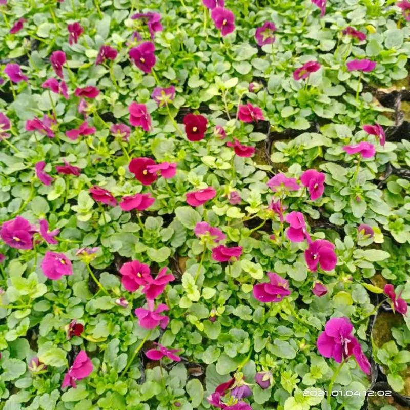 角堇盆花，租摆成品盆花，花镜用花，营养杯双色盆都有