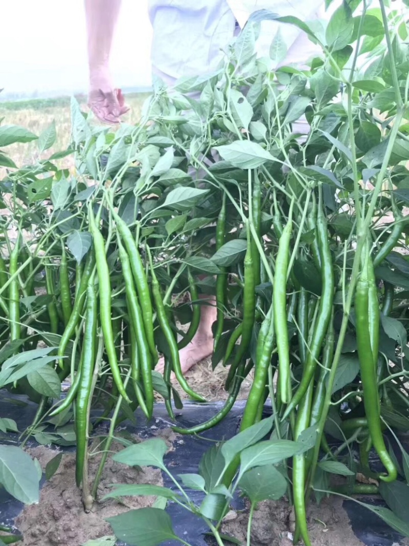 3号线椒