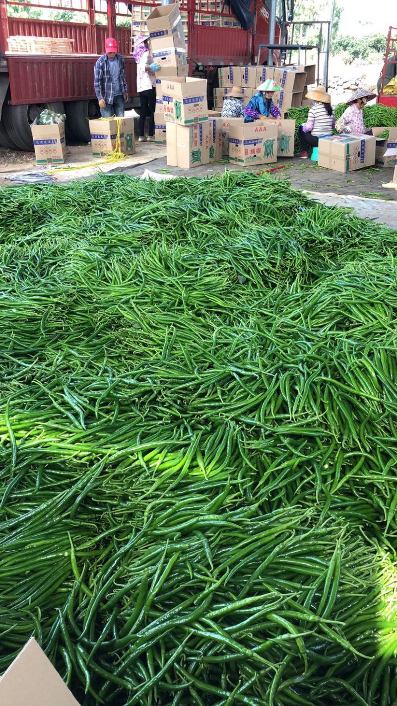 3号线椒