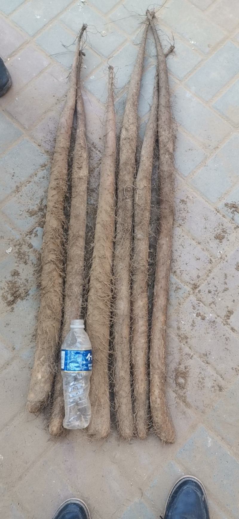 白玉山药，原产地，货源充足。