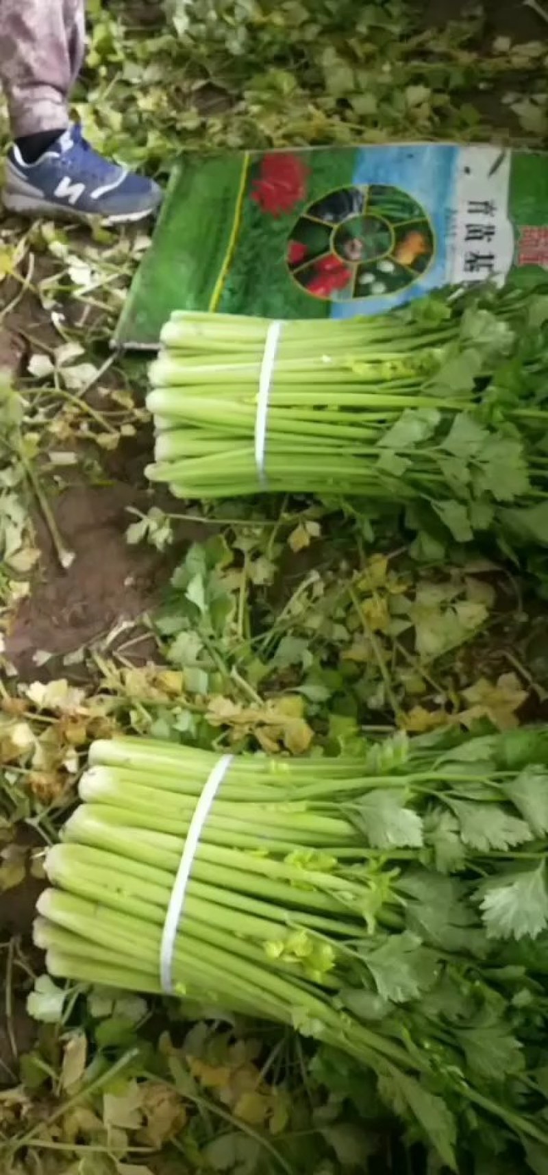 西芹，砀山本地一手货源，种殖面积广，大吨位供应，对接商超