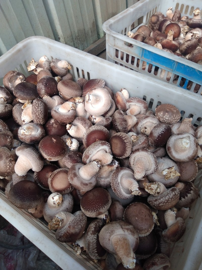 家庭农场。新鲜香菇。鲜货。