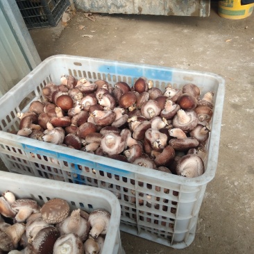 家庭农场。新鲜香菇。鲜货。