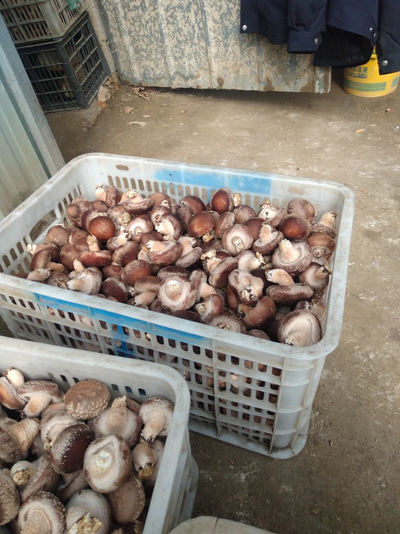 家庭农场。新鲜香菇。鲜货。