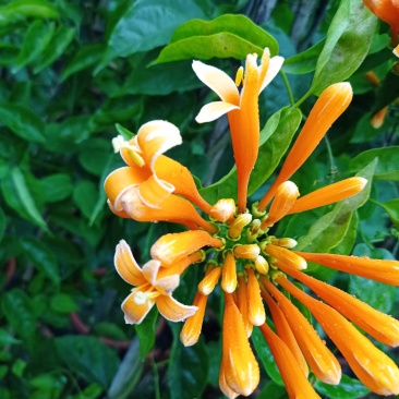 成都本地货炮仗花，有超长的花期1到6月份