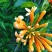 成都本地货炮仗花，有超长的花期1到6月份
