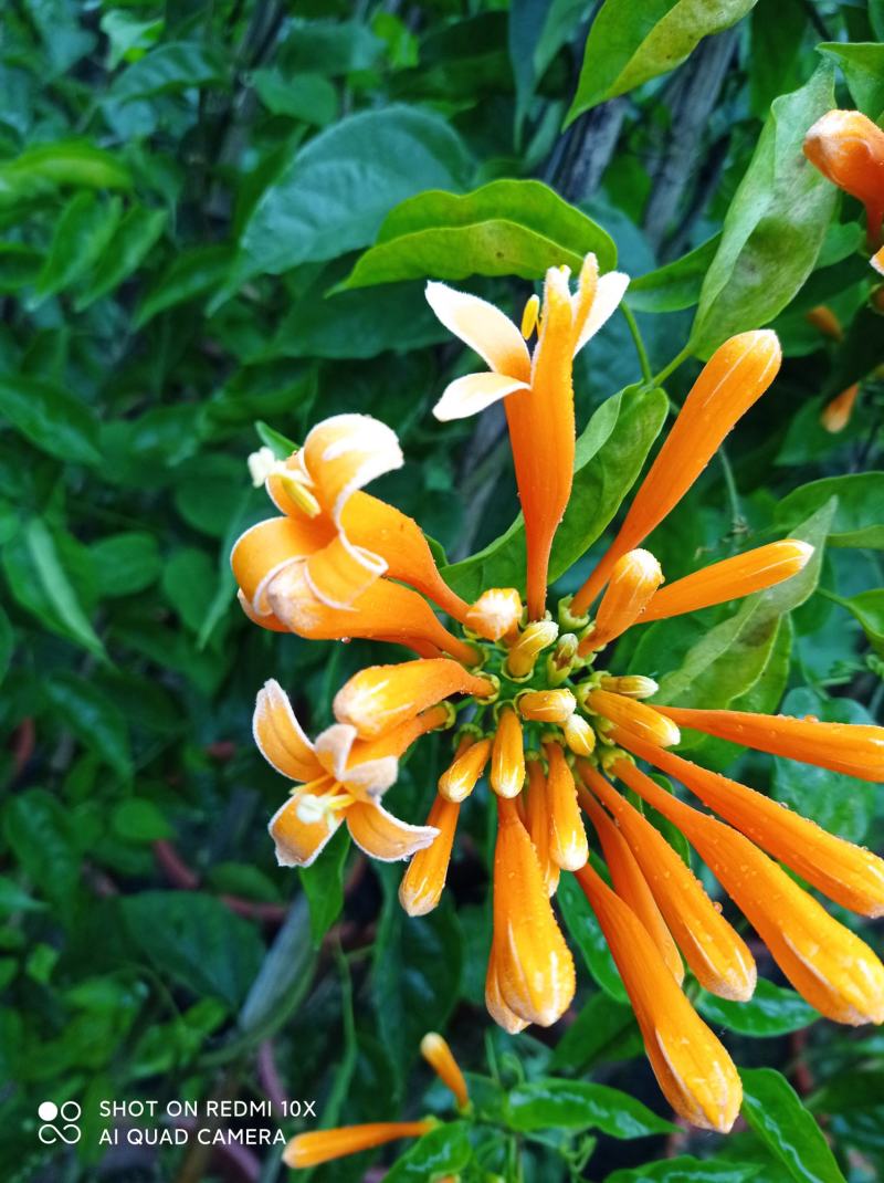 成都本地货炮仗花，有超长的花期1到6月份