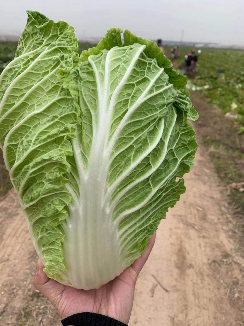 万亩黄心大白菜，基地直供！诚信经营！质量至上！