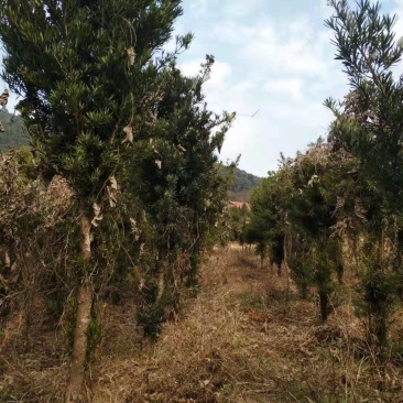 罗汉松4～12cm未造型