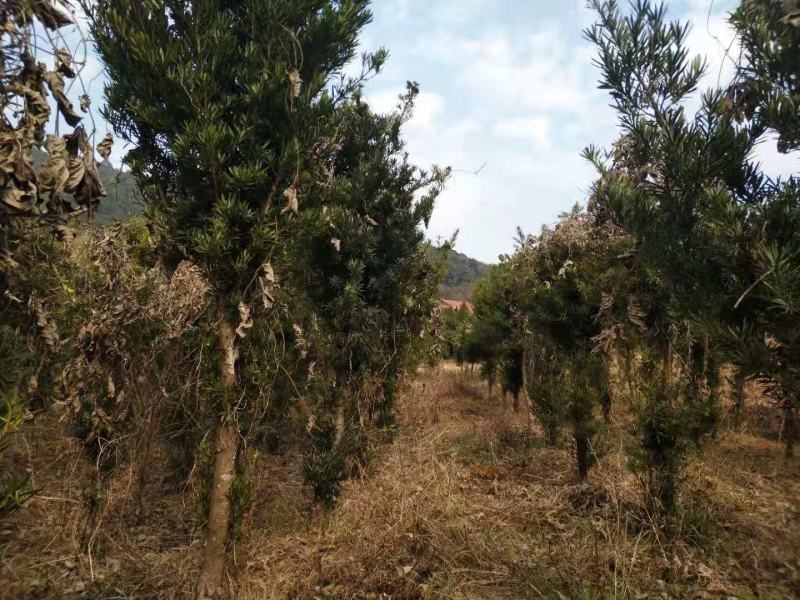 罗汉松4～12cm未造型