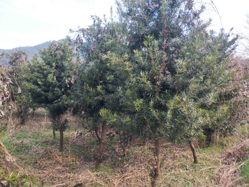 罗汉松4～12cm未造型
